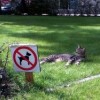 no_dogs