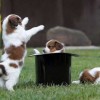 time_stop_and_puppies