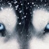 dog_of_my_dreams dog_of_my_dreams