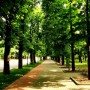 ploiesti_bulevardul_castanilor