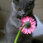 kittie kittie