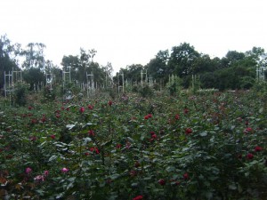 Rose_garden_Petrin_Hill Rose_garden_Petrin_Hill