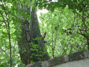 Squirrel_tail Squirrel_tail