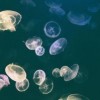 meduze