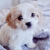 doggie_style