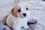 doggie_style doggie_style