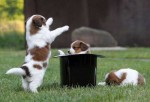 time_stop_and_puppies