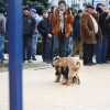 revoluția_ploiești