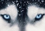 dog_of_my_dreams dog_of_my_dreams